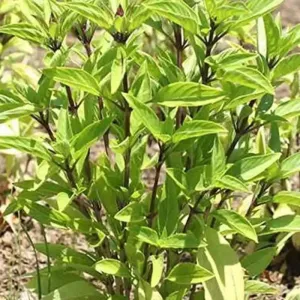 2 pack x Holy Basil Seeds 3000 seeds Thai Basil, Tulsi, Ocimum Tenuiflorum, Hung Que