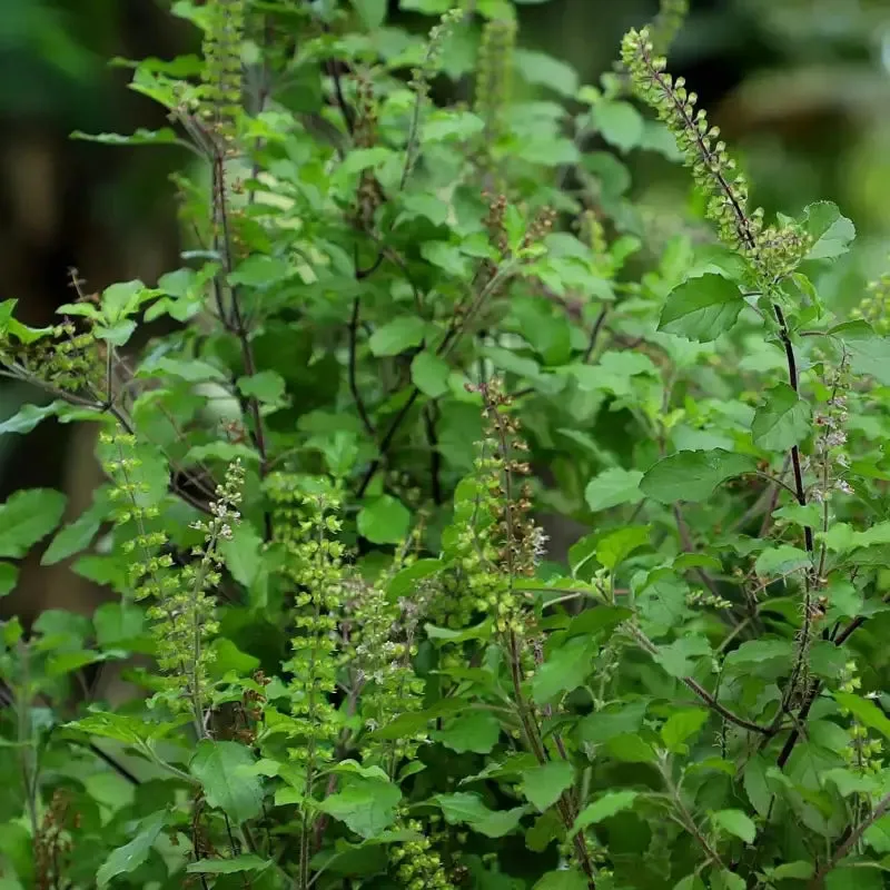 2 pack x Holy Basil Seeds 3000 seeds Thai Basil, Tulsi, Ocimum Tenuiflorum, Hung Que