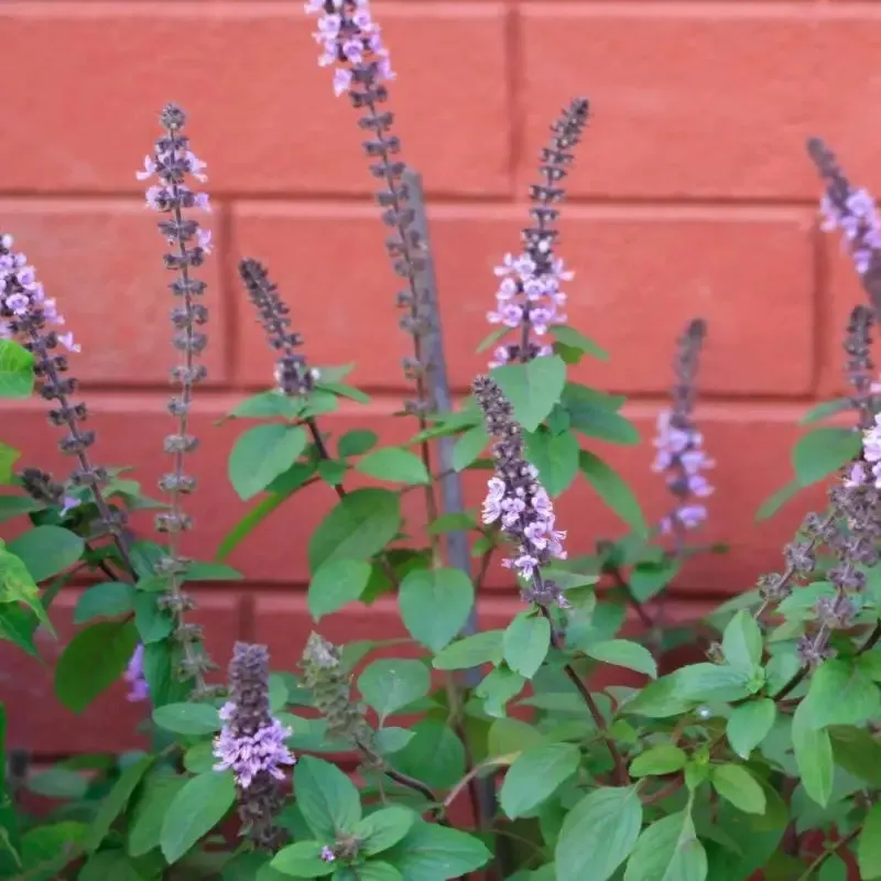 2 pack x Holy Basil Seeds 3000 seeds Thai Basil, Tulsi, Ocimum Tenuiflorum, Hung Que