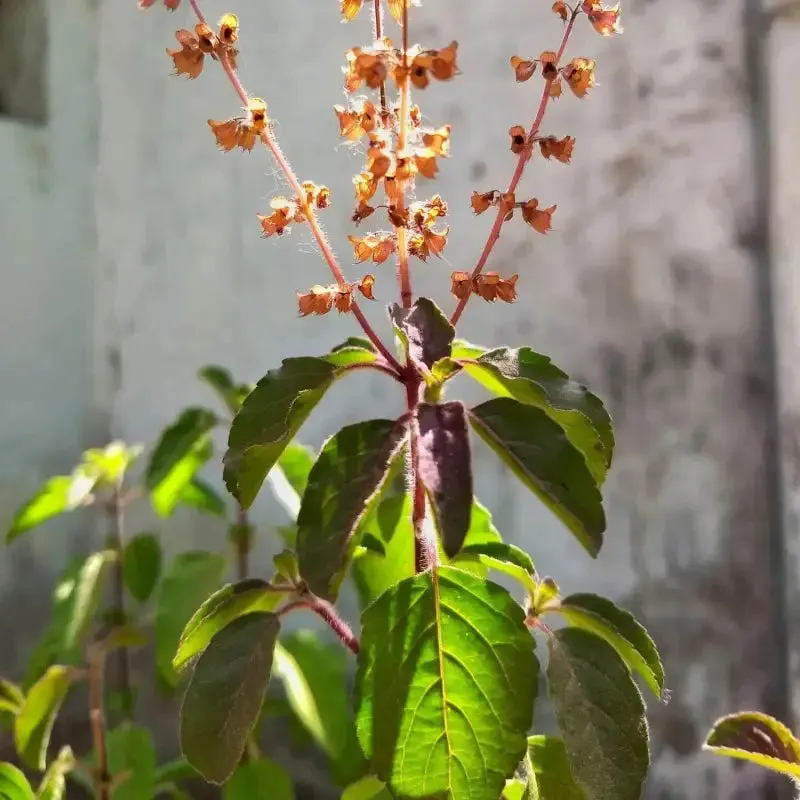 2 pack x Holy Basil Seeds 3000 seeds Thai Basil, Tulsi, Ocimum Tenuiflorum, Hung Que