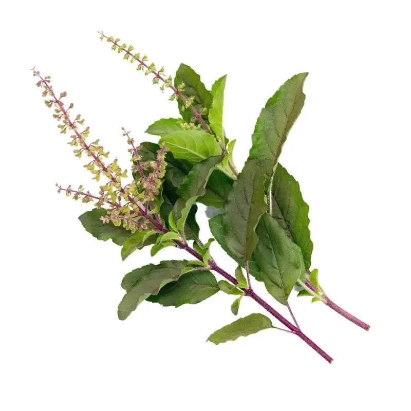 2 pack x Holy Basil Seeds 3000 seeds Thai Basil, Tulsi, Ocimum Tenuiflorum, Hung Que